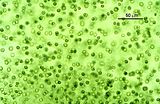 Cellule immerse nella matrice mucillaginosa